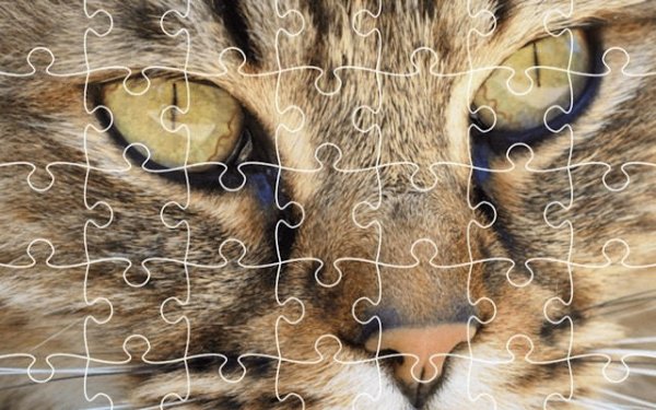 Wildlife Picture Puzzle Challenge