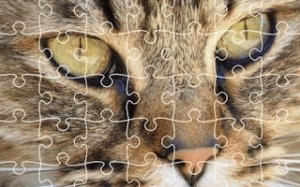Wildlife Picture Puzzle Challenge