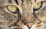 Wildlife Picture Puzzle Challenge