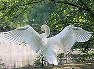 Feathered Find Observation Game